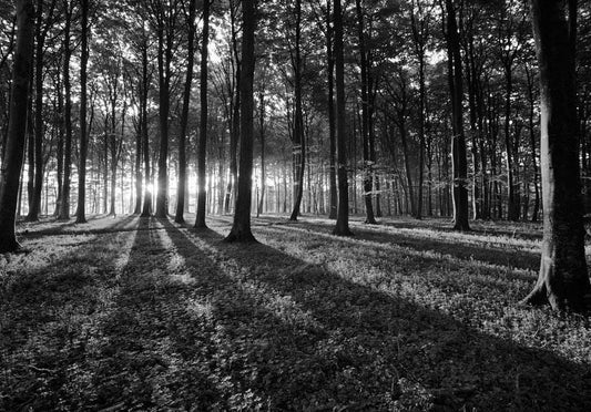 Fototapete - Das Licht im Wald