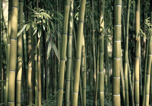 Wall Mural - Bamboo Exotic