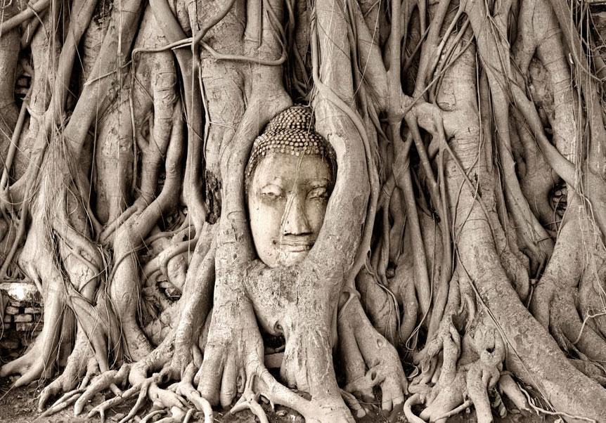 Wall Mural - Buddha's Tree