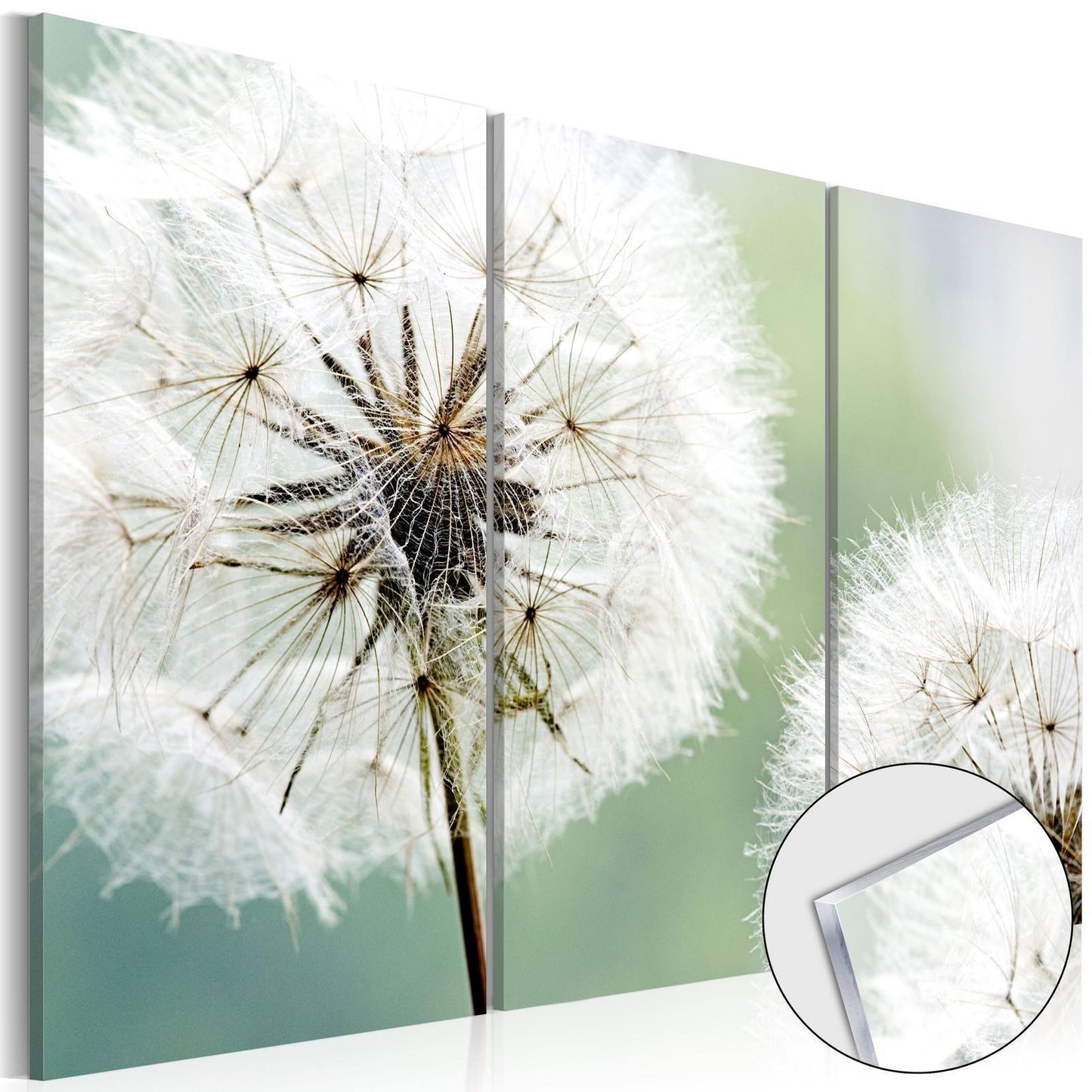 Bild auf Acrylglas - Fluffy Dandelions