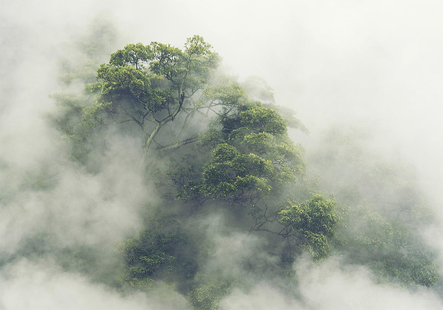 Fotobehang - Foggy Amazon