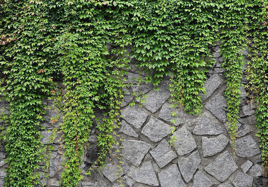 Wall Mural - Green wall