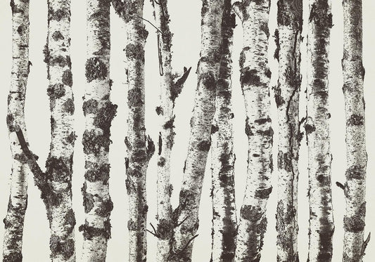 Photo Wallpaper - Stately Birches - First Variant