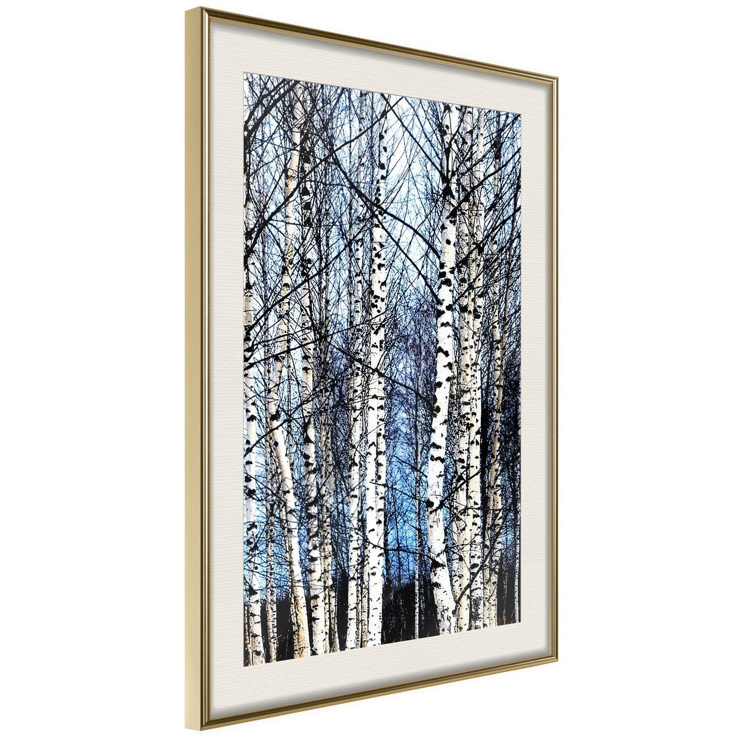 Winter Birch Trees